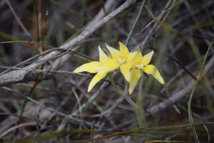 Caladenia flava - Orchid-cow-slipWestern-Flora-cp-Sep-2018p0002.JPG